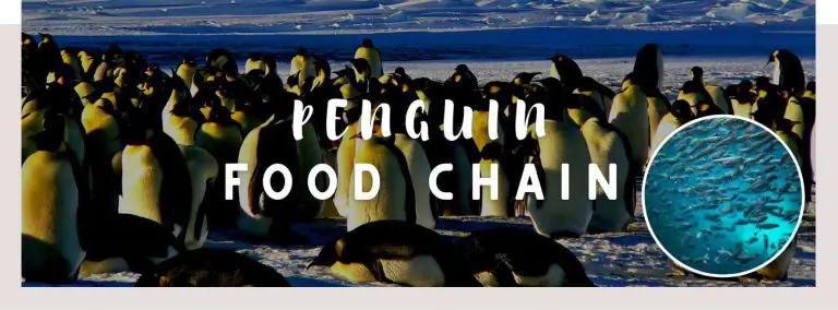 penguin food chain