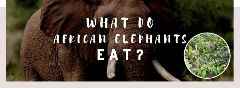 what do african elephants eat