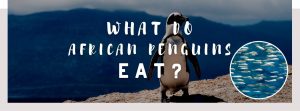 ᐅ What Do African Penguins Eat? | Understanding Their Diet