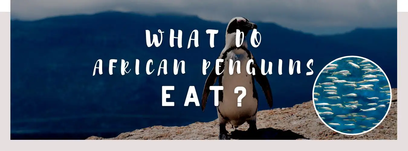 what do african penguins eat