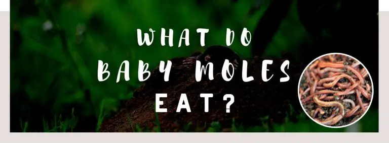 what do baby moles eat