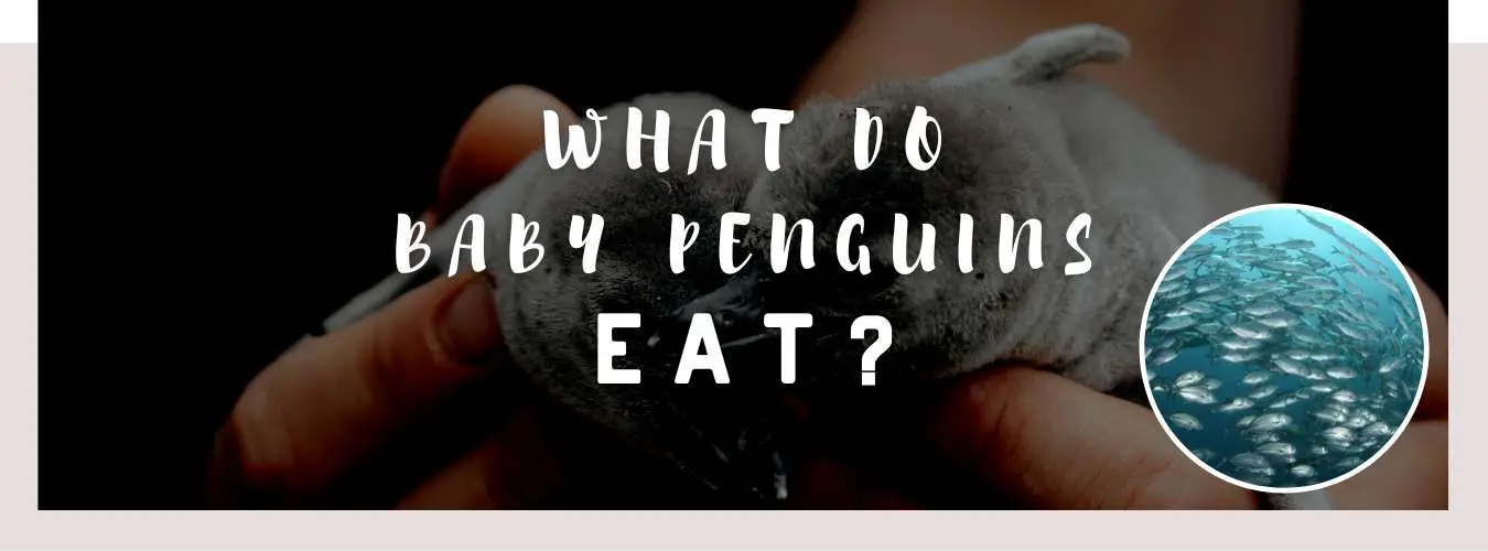what do baby penguins eat