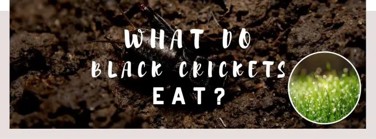 what do black crickets eat