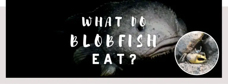 what do blobfish eat