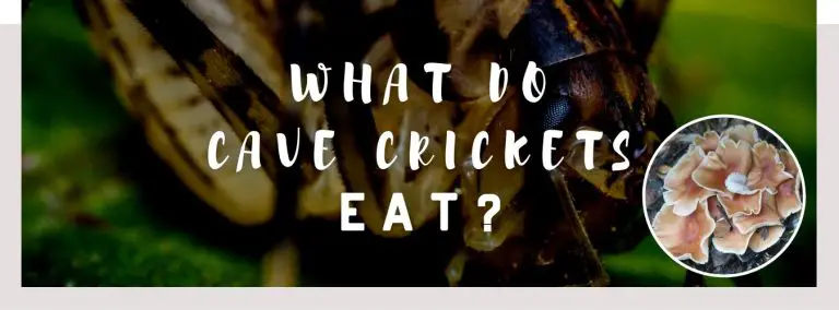 what do cave crickets eat