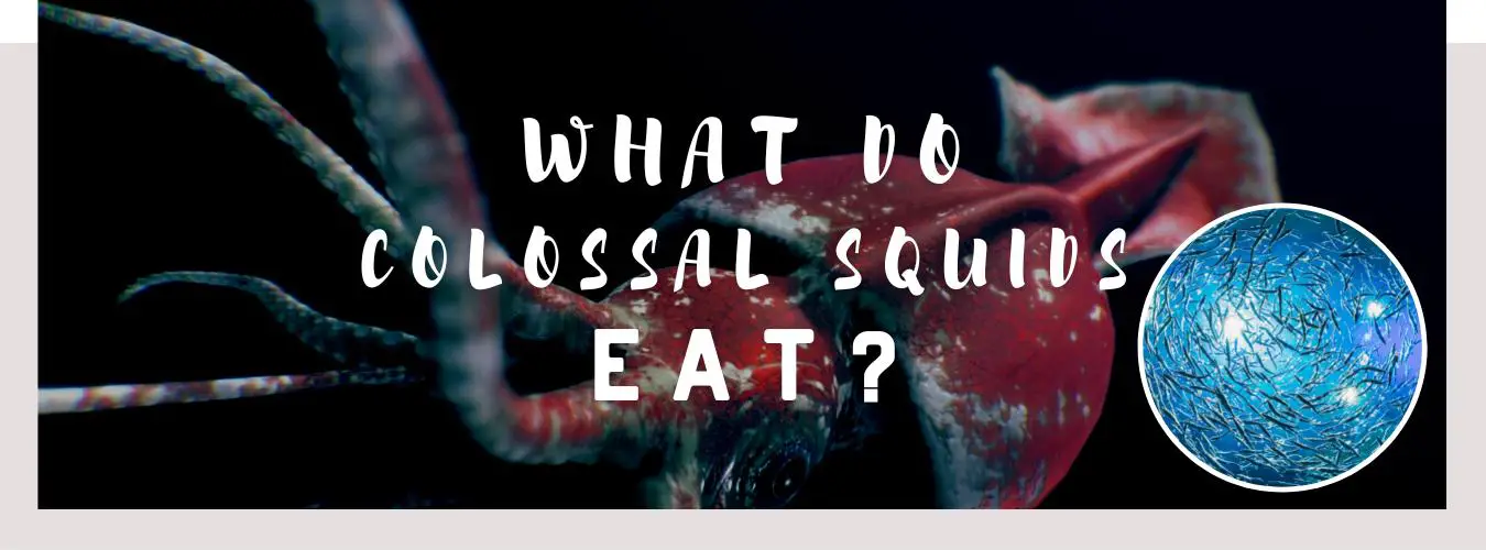 what do colossal squids eat