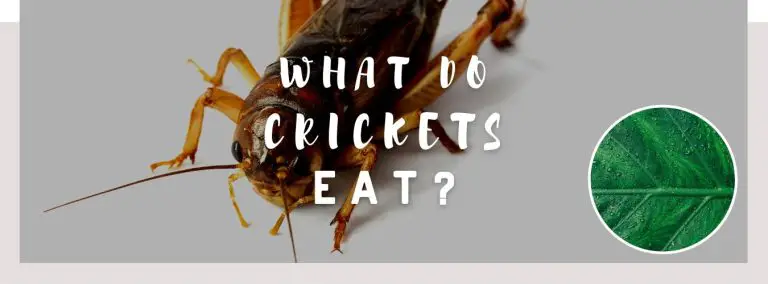 what do crickets eat