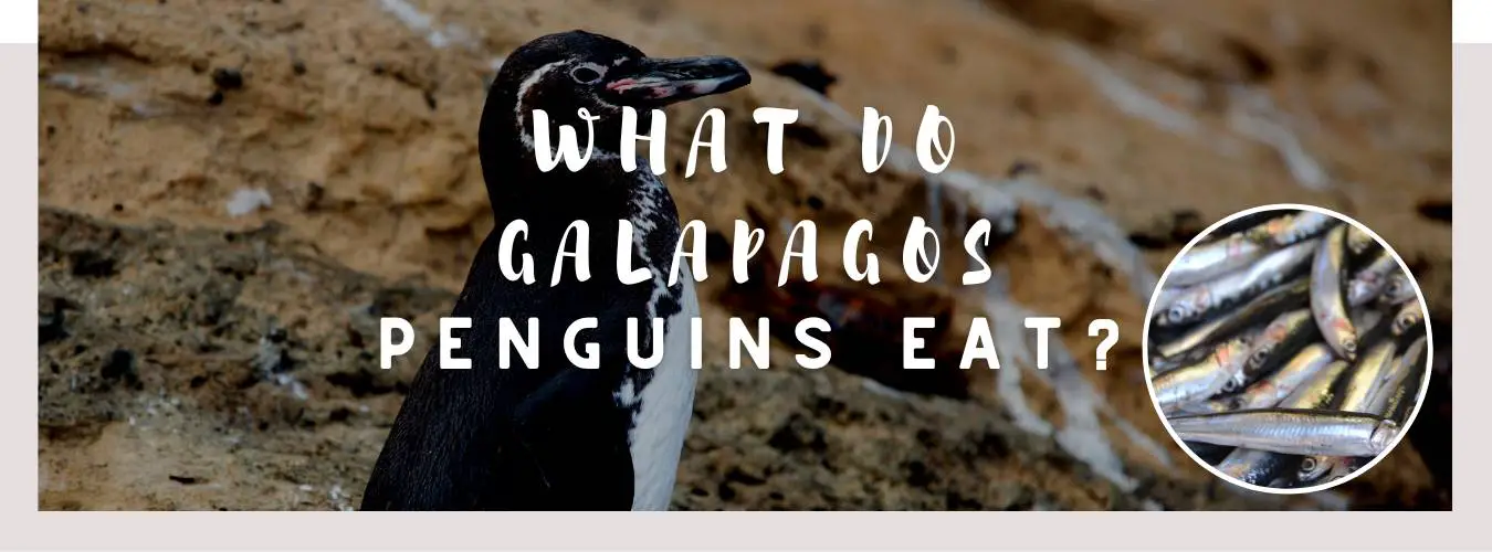 what do galapagos penguins eat