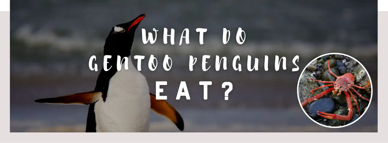 what do gentoo penguins eat