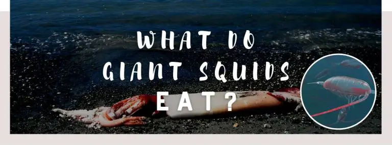 what do giant squids eat