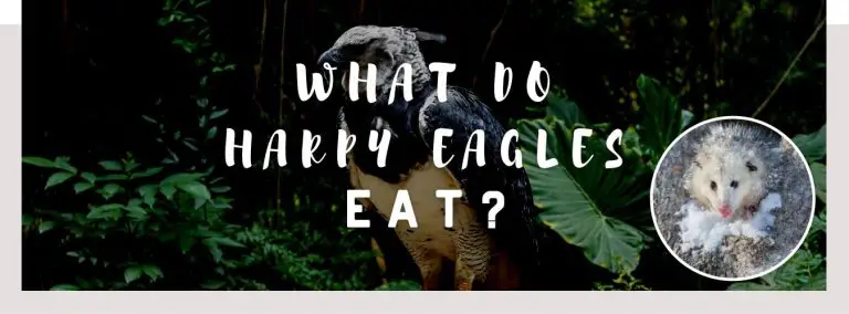 what do harpy eagles eat
