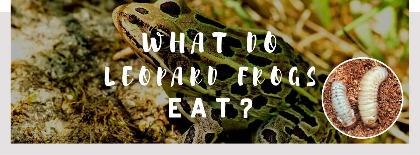 what-do-leopard-frogs-eat-a-comprehensive-guide-to-feeding-your-pet