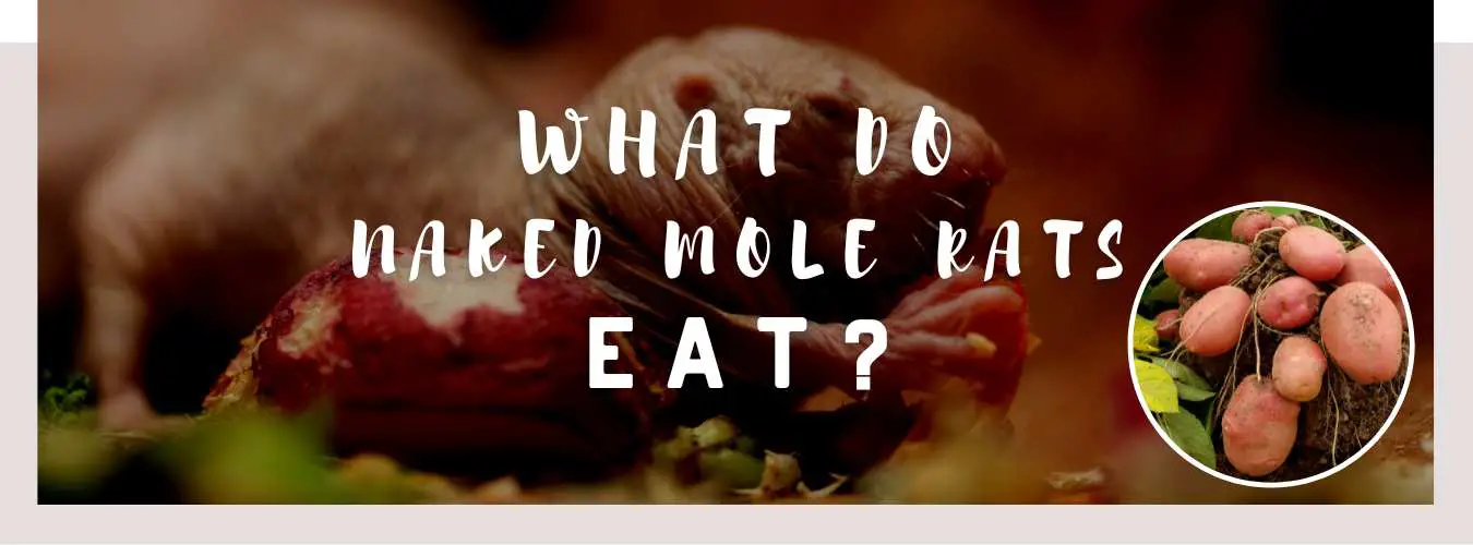 what do naked mole rats eat