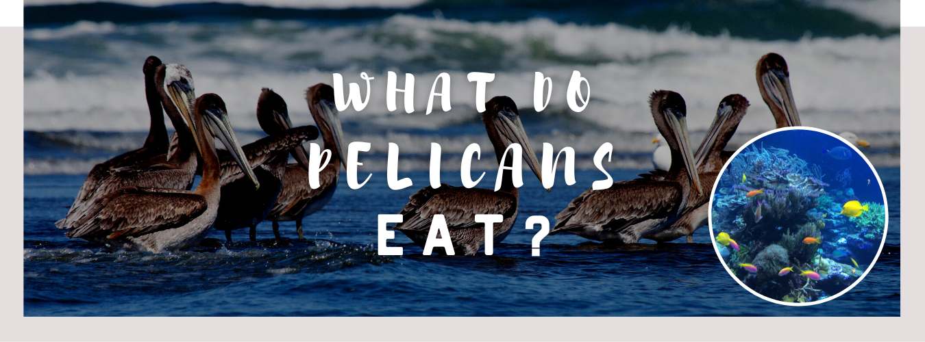 what do pelicans eat