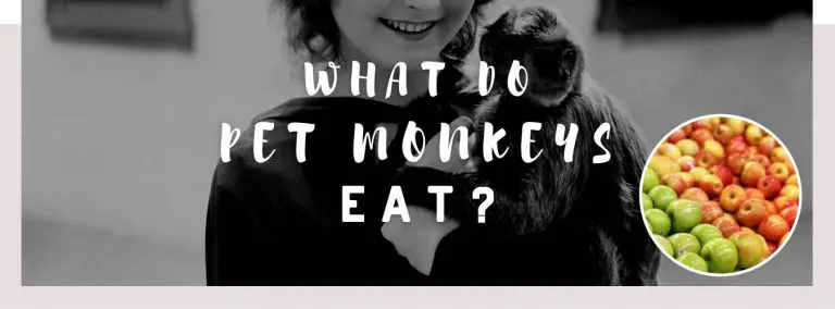 what do pet monkeys eat