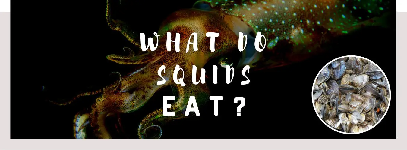 what do squids eat