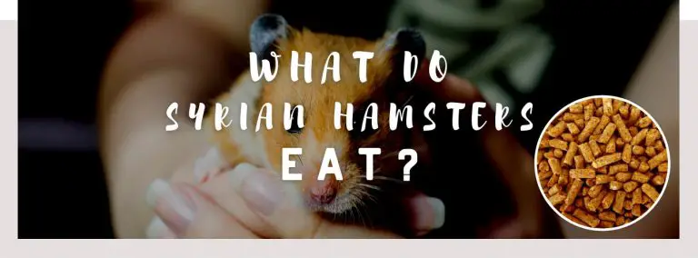 what do syrian hamsters eat