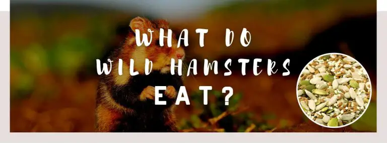 what do wild hamsters eat