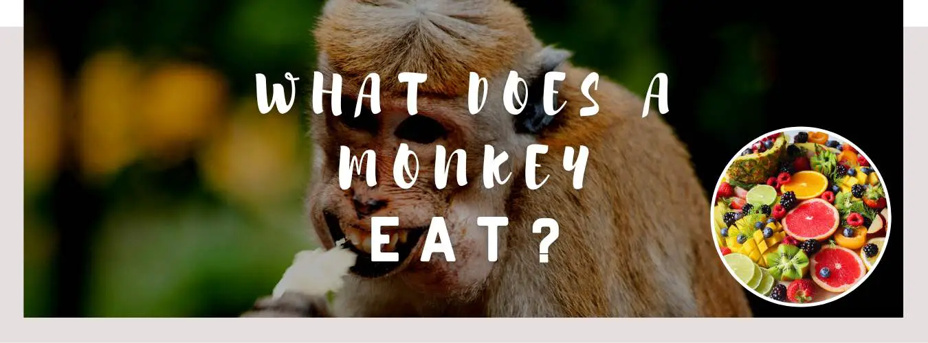 what does a monkey eat