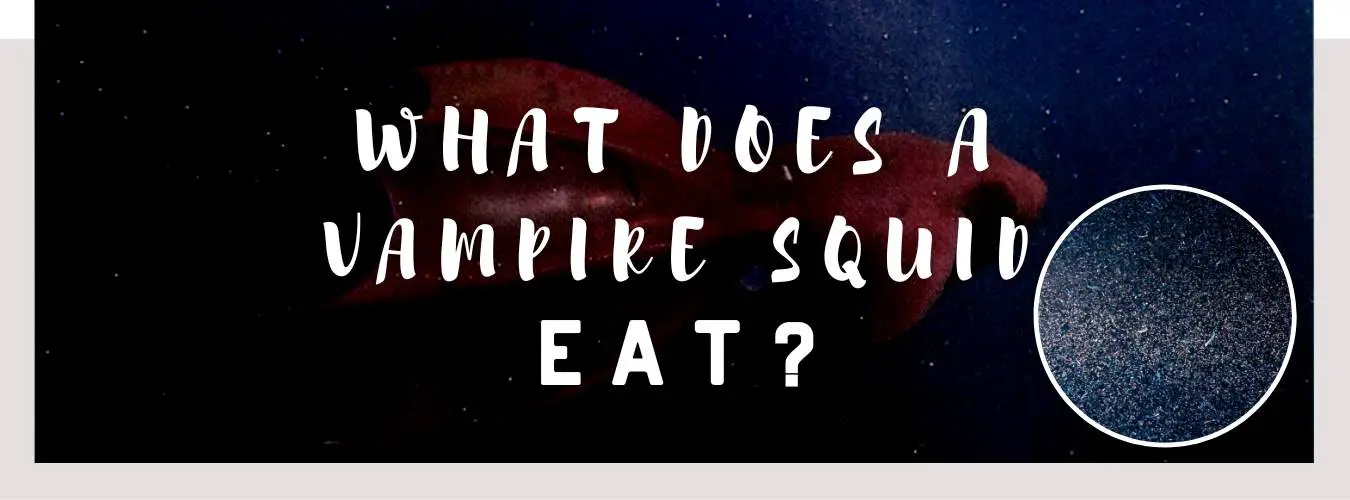 what does a vampire squid eat