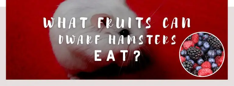 what fruits can dwarf hamsters eat