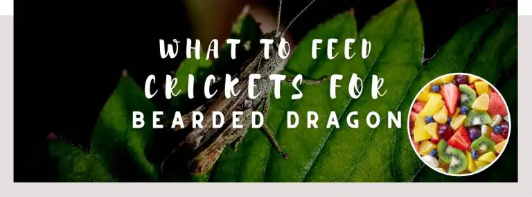 what to feed crickets for bearded dragon