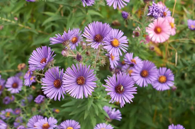 ᐅ Do Deer Eat Asters? | Toxic or Healthy