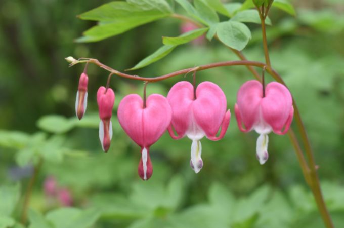 ᐅ Do Deer Eat Bleeding Hearts? | Toxic or Healthy