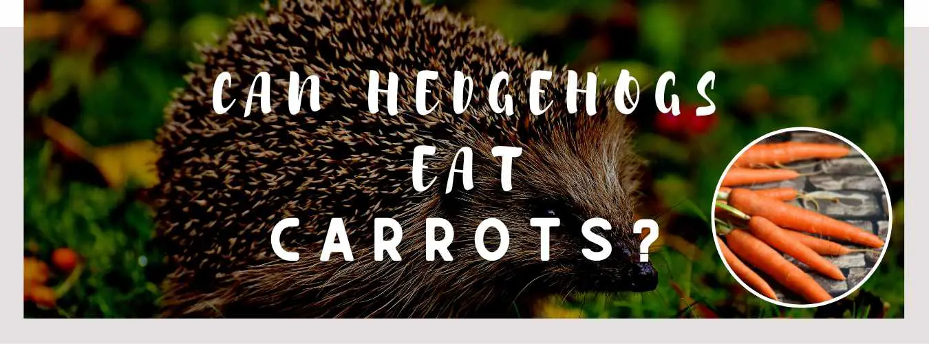 can hedgehogs eat carrots