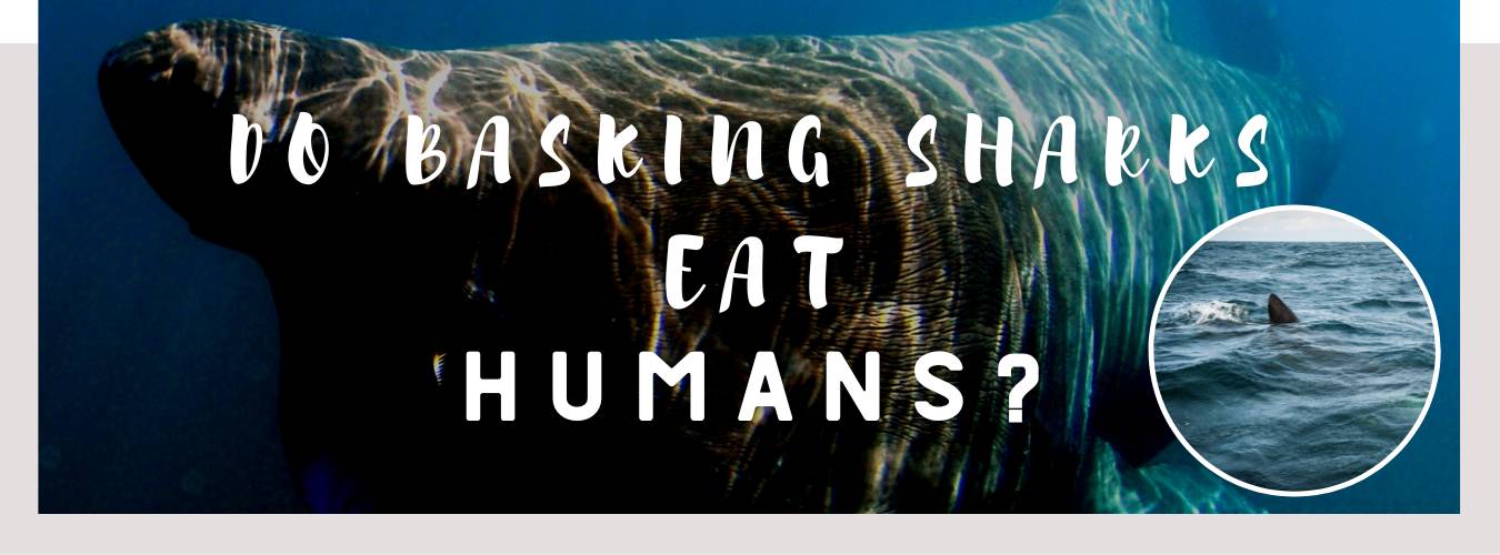 do basking sharks eat