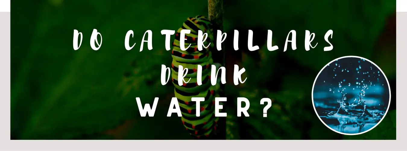 do caterpillars drink water