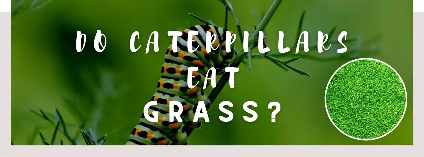 do caterpillars eat grass