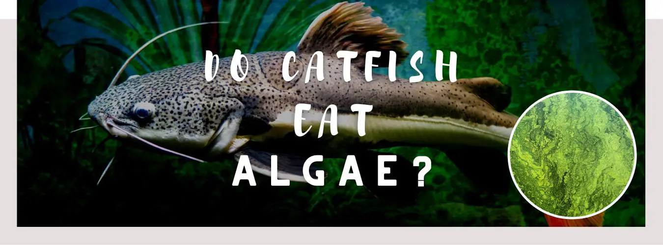 do catfish eat algae