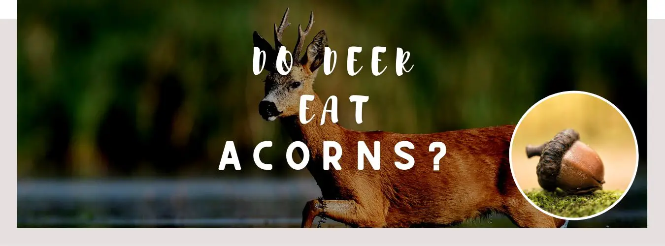 do deer eat acorns