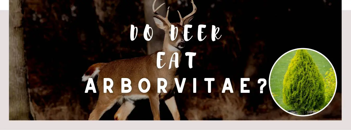 do deer eat arborvitae