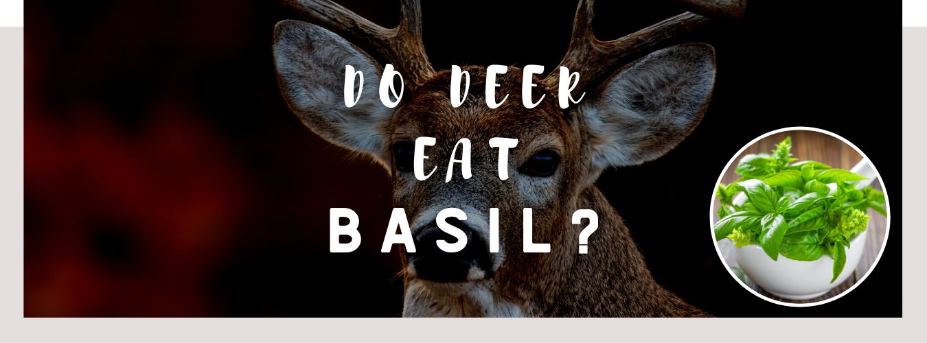 do deer eat basil