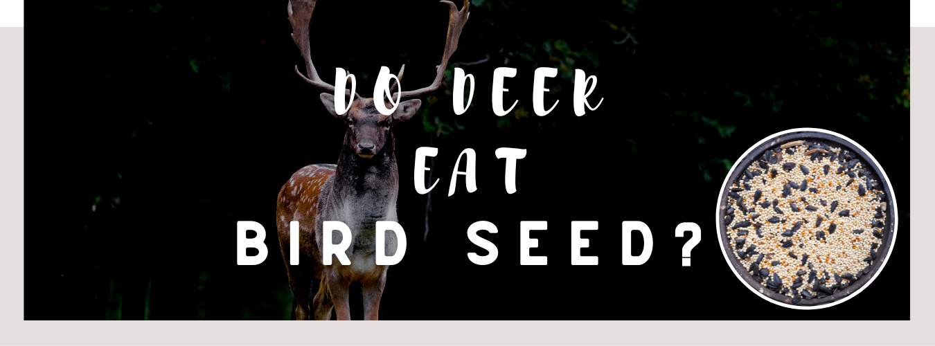 do deer eat bird seed