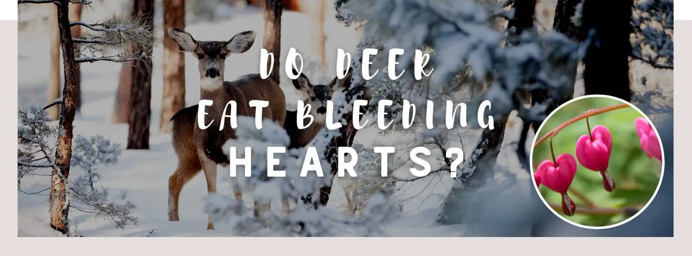 do deer eat bleeding hearts