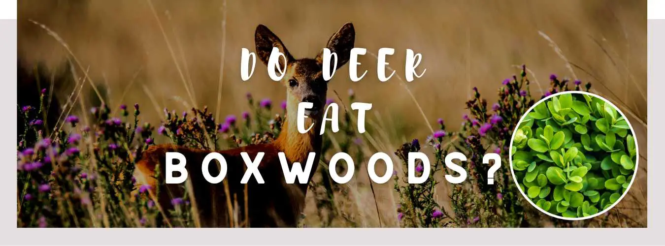 do deer eat boxwoods