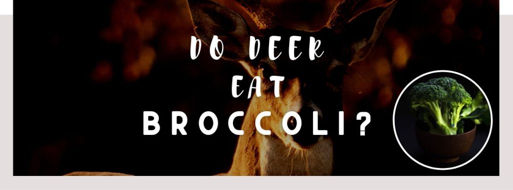 ᐅ Do Deer Eat Broccoli? | Toxic or Healthy