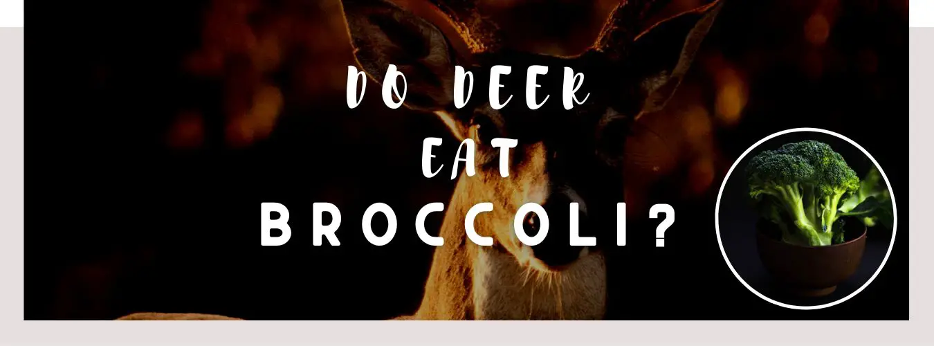 do deer eat broccoli