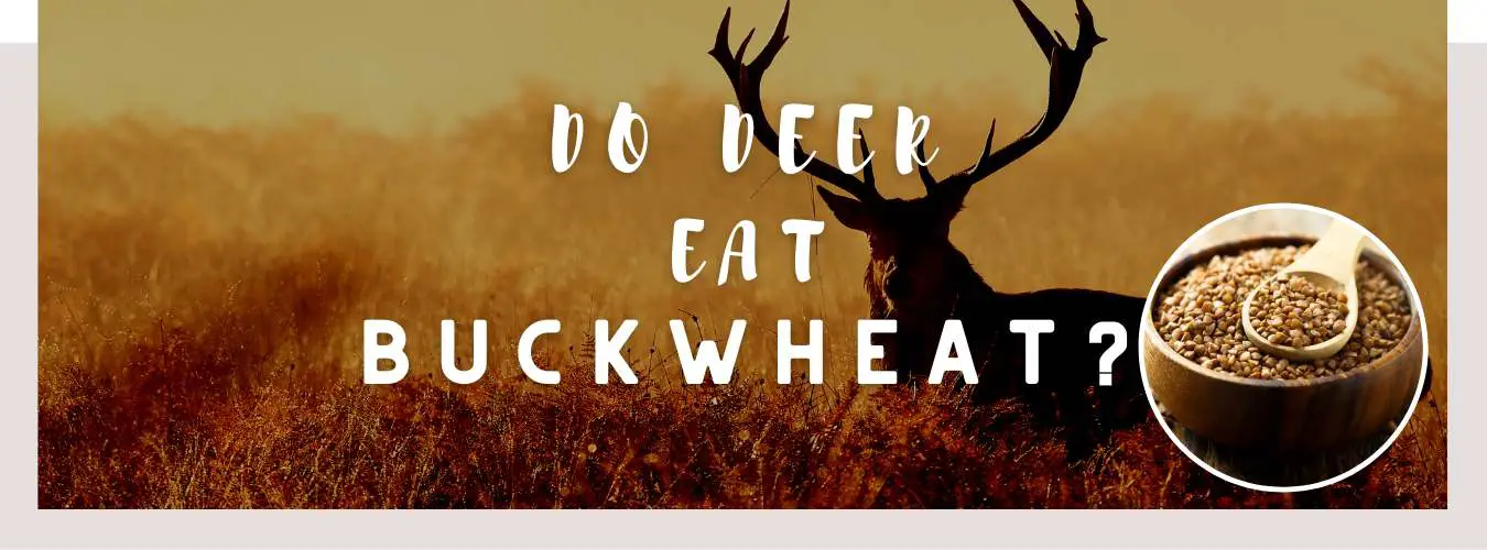 do deer eat buckwheat