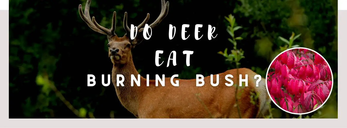 do deer eat burning bush
