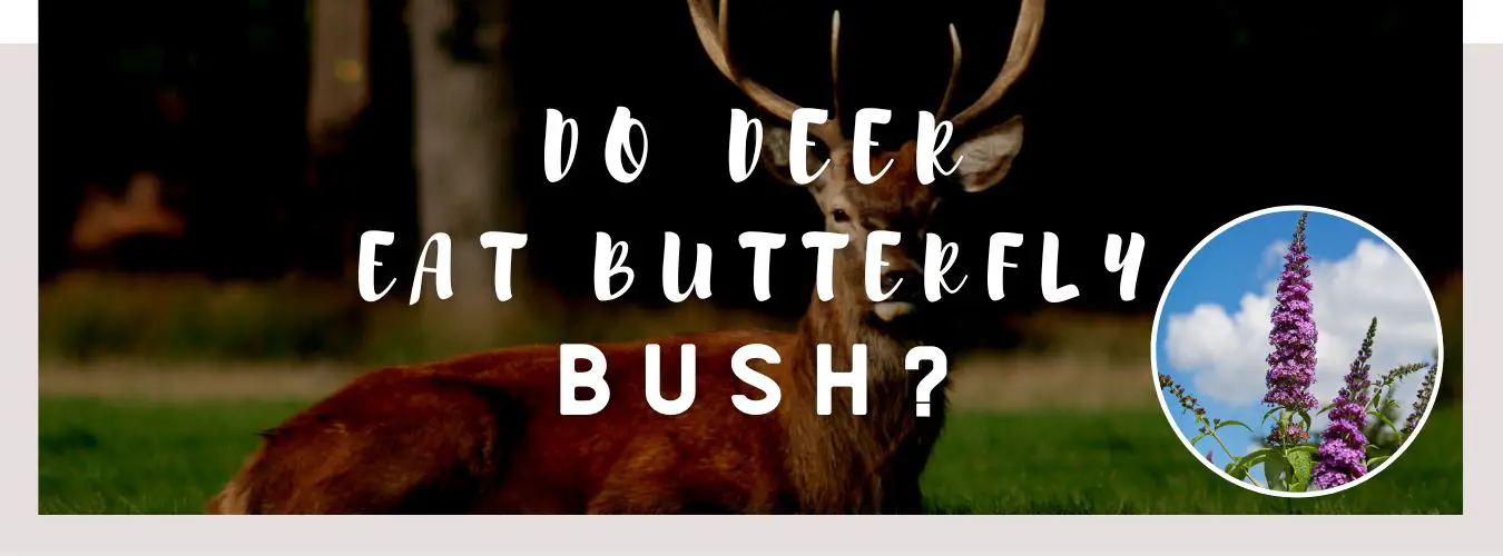do deer eat butterfly bush