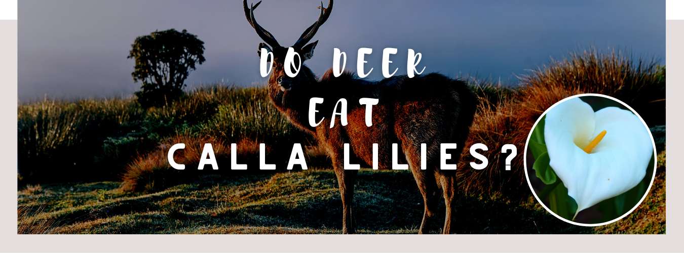 do deer eat calla lilies