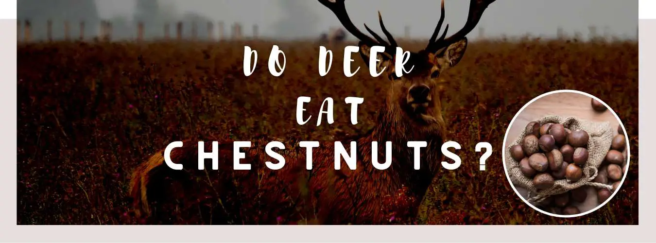 do deer eat chestnuts