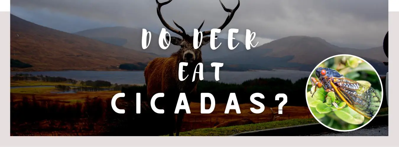 do deer eat cicadas