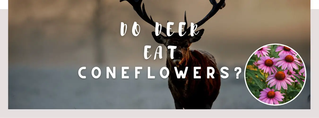 do deer eat coneflowers