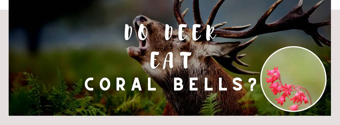 do deer eat coral bells