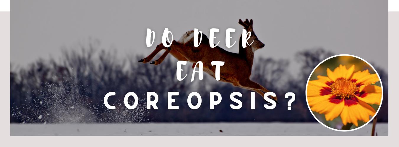 do deer eat coreopsis